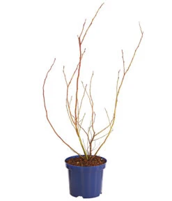 Dehner Gourmet Garten Heidelbeere 'Spartan' -Garten Und Außenbereich 7665508 WE FS 001 GGHeidelbeereSparten3L