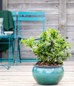 Dehner Gourmet Garten Heidelbeere 'Spartan' -Garten Und Außenbereich 7665508 WE MO HeidelbeereSpartan