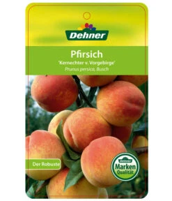 Dehner Pfirsich 'Kernechter Vom Vorgebirge' -Garten Und Außenbereich 7695505 PfirsichKernechterVomVorgebirge Etikett 1