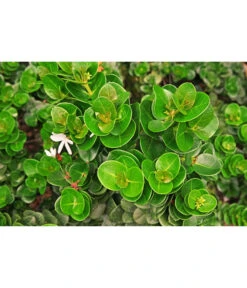 Natalpflaume -Garten Und Außenbereich 7719107 PR MO 002 NatalpflaumeCarissaGrandiflora123rf