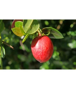 Natalpflaume -Garten Und Außenbereich 7719107 PR MO 011 NatalpflaumeCarissaGrandiflora123rf