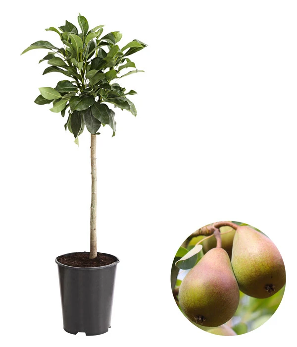 Zwergbirne 1 Zwergbirne