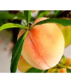 Bestseller -Garten Und Außenbereich 7723992 WE DE 001 ZwergobstObstzwergPfirsich