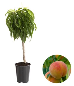 Bestseller 17 Zwergpfirsich 'Bonanza'