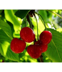 Bestseller -Garten Und Außenbereich 7724016 PR FS 001 PrunusZwergsauerkirschePixabay