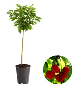 Bestseller 21 Zwergsauerkirsche