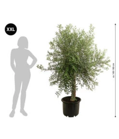 XXL Olivenbaum, Ca. 160-180 Cm -Garten Und Außenbereich 7724693 WE BG 001 XXLOlivenbaum160180