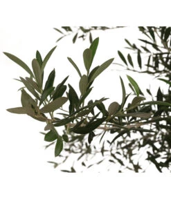 XXL Olivenbaum, Ca. 160-180 Cm -Garten Und Außenbereich 7724693 WE DE 003 OleaOliveDehnerExpressHerzig