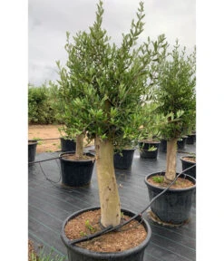 XXL Olivenbaum, Ca. 160-180 Cm -Garten Und Außenbereich 7724693 WE MO 001 OlivenbaumXXL60cm