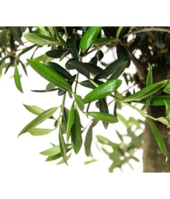 XXL Olivenbaum, Ca. 160-170 Cm 5 XXL Olivenbaum, Ca. 160-170 Cm -Garten Und Außenbereich 7724800 WE DE 001 OleaSolitaerOliveT35