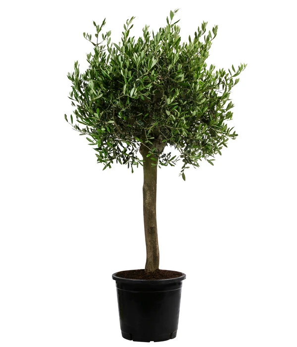 XXL Olivenbaum, Ca. 160-170 Cm 1 XXL Olivenbaum, Ca. 160-170 Cm