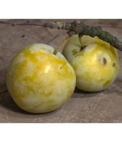 Zwetschgen-Duo 'Hauszwetsche'/'Oullins Reneklode' 7 Zwetschgen-Duo 'Hauszwetsche'/'Oullins Reneklode' -Garten Und Außenbereich 7725518 PR DE 001 PrunusReneklodeOullinsPixabay