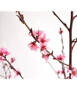 Pfirsich 'Rubira', Rotblättrig -Garten Und Außenbereich 7728819 WE DE 001 PfirsichRotblaettrigDehnerExpressHerzig