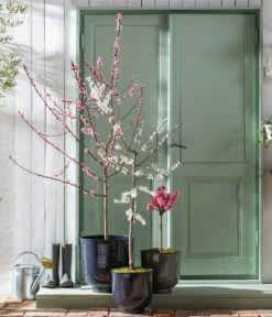 Pfirsich 'Rubira', Rotblättrig -Garten Und Außenbereich 7728819 WE MO 001 PfirsichPrunusPersica Content Fruehlingsstory 2023