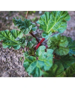 Dehner Gourmet Garten Himbeer-Rhabarber 7 Dehner Gourmet Garten Himbeer-Rhabarber -Garten Und Außenbereich 7736028 PR 001 RheumRhabarberPixabay