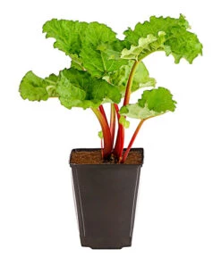 Bestseller -Garten Und Außenbereich 7736028 PR FS 002 RhabarberHimbeere2LiterDehnerExpressHerzig