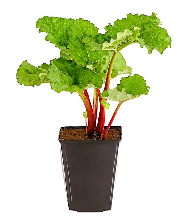 Dehner Gourmet Garten Himbeer-Rhabarber 2 Dehner Gourmet Garten Himbeer-Rhabarber – Bild 2