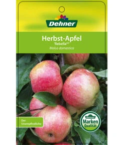 Herbstapfel 'Rebella' -Garten Und Außenbereich 7737075 HerbstapfelRebella Etikett 1