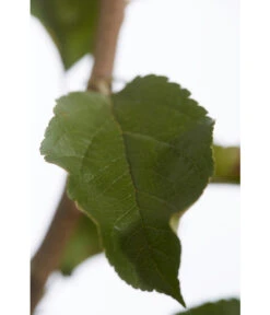 Herbstapfel 'Rebella' -Garten Und Außenbereich 7737075 PR DE 001 ApfelRebellaMalusBusch95LiterDehnerExpressZS