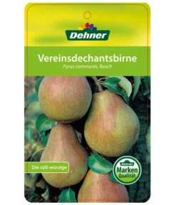 Herbstbirne 'Vereinsdechant' -Garten Und Außenbereich 7772064 BirneVereinsdechant Etikett 1