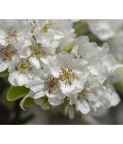 Herbstbirne 'Vereinsdechant' -Garten Und Außenbereich 7772064 PR FS 011 PyrusVereinsdechantBirnePixabay