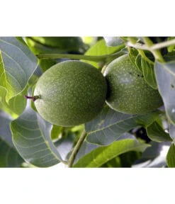 Moselaner Walnuss Klon 120 -Garten Und Außenbereich 7776800 WE DE GeisenheimerWalnussKlon120Pixabay