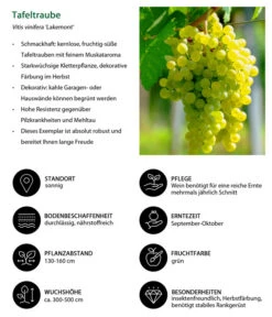 Tafeltraube 'Lakemont' 5 Tafeltraube 'Lakemont' -Garten Und Außenbereich 7778772 WE IG 001 TafeltraubeVitisviniferaLakemont