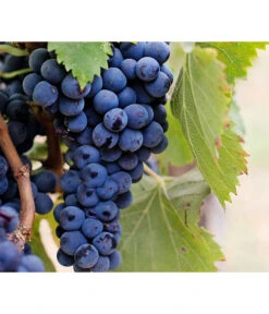 Dehner Gourmet Garten Tafeltraube 'Muscat Blue' -Garten Und Außenbereich 7779101 PR DE 002 VitisWeintraubenMuscatBleuPixabay