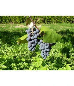 Dehner Gourmet Garten Tafeltraube 'Muscat Blue' -Garten Und Außenbereich 7779101 WE DE 002 WeintraubeBlauerMuskatellerPixabay