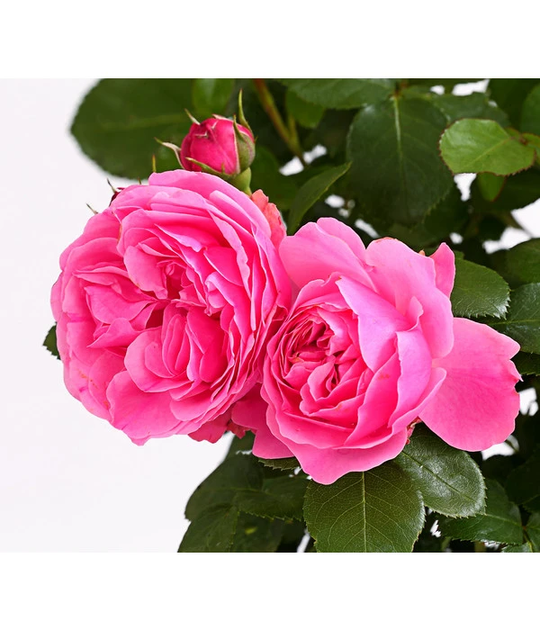 ADR-Rosen 8 ADR-Rosen – Bild 8