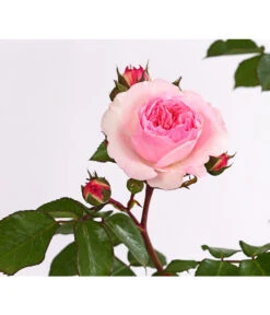 ADR-Rosen 21 ADR-Rosen -Garten Und Außenbereich 7800055 PR DE 001 RosenInSortenHuckfeldt4LiterMariatheresiaBeetroseDehnerExpressHerzig