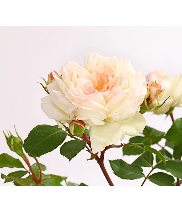 ADR-Rosen 6 ADR-Rosen – Bild 6