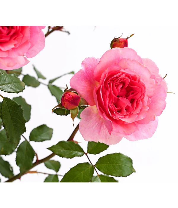 ADR-Rosen 12 ADR-Rosen – Bild 12