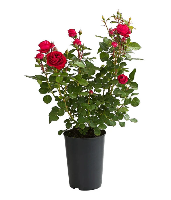 ADR-Rosen 2 ADR-Rosen – Bild 2