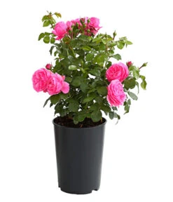 ADR-Rosen 18 ADR-Rosen -Garten Und Außenbereich 7800055 PR FS 001 RosenInSortenHuckfeldt4LiterLeonardoDaVinciBeetroseDehnerExpressHerzig