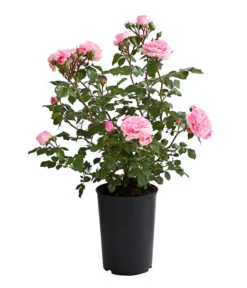 ADR-Rosen 20 ADR-Rosen -Garten Und Außenbereich 7800055 PR FS 001 RosenInSortenHuckfeldt4LiterMariatheresiaBeetroseDehnerExpressHerzig