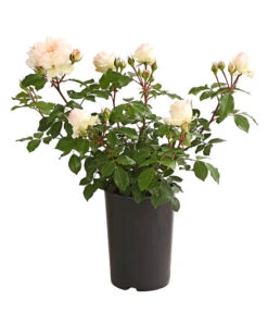 ADR-Rosen 16 ADR-Rosen -Garten Und Außenbereich 7800055 PR FS 001 RosenInSortenHuckfeldt4LiterStephanieBaroninZuGuttenbergBeetroseDehnerExpressHerzig