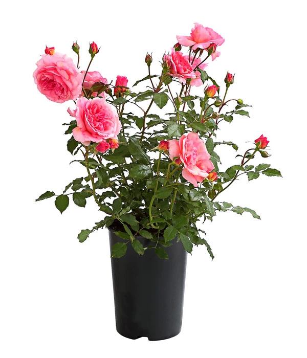 ADR-Rosen 11 ADR-Rosen – Bild 11