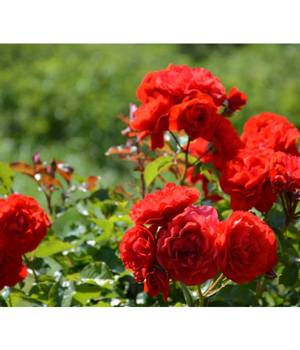 ADR-Rosen 1 ADR-Rosen