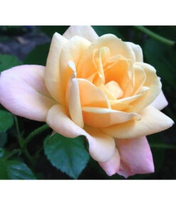 ADR-Rosen 15 ADR-Rosen -Garten Und Außenbereich 7800055 PR FS 002 RosenPixabay