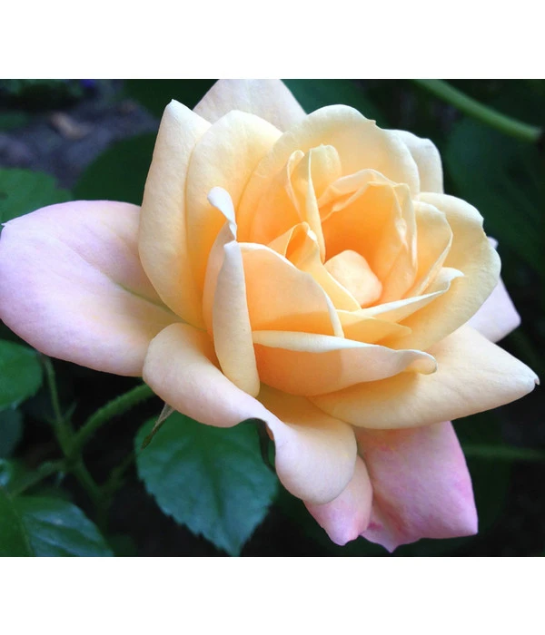 ADR-Rosen 4 ADR-Rosen – Bild 4