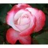 Edelrose 'Nostalgie®', Stämmchen