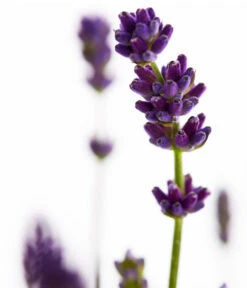 Duft-Lavendel 'Felice', 4er-Set -Garten Und Außenbereich 7805773 WE DE 001 Lavendel