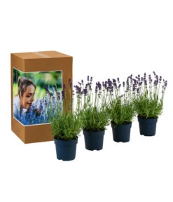Bestseller -Garten Und Außenbereich 7805773 WE FS 002 LavendelpaketDuftLavendelAngustifoliaFeliceLavandula4Pflanzen