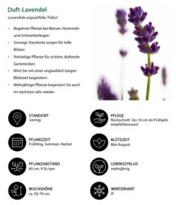 Duft-Lavendel 'Felice', 4er-Set -Garten Und Außenbereich 7805773 WE IG 001 DuftLavendel 1