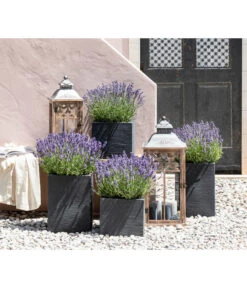 Duft-Lavendel 'Felice', 4er-Set -Garten Und Außenbereich 7805773 WE MO 001 Lavendel