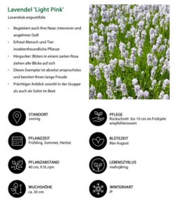 Lavendel-Set Lavendel-Vielfalt, 4-teilig -Garten Und Außenbereich 7805781 WE IG 001 LavendelLightPinkAngustifoliaLightPinkLuckner