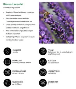 Dehners Bienen-Lavendel, 4er-Set -Garten Und Außenbereich 7805799 WE IG 001 BienenLavendel 1