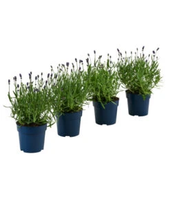 Bestseller 8 Schmetterlings-Lavendel 'Royal Blue', 4er-Set