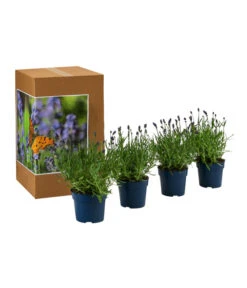 Bestseller -Garten Und Außenbereich 7805807 WE FS 002 LavendelpaketLavandulaSchmetterlingslavendel4PflanzenT12